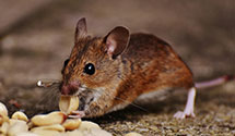 24 Hour & Emergency Exterminators in Huntingdon Vy, PA